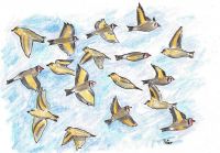 Lots of Birds